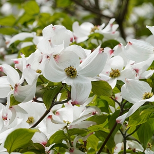 White Dogwood Tree